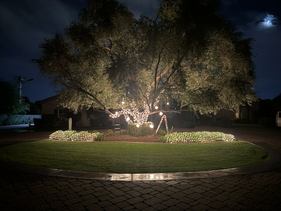 Glowing shrubs ringing a lawn beneath a large lit tree at night